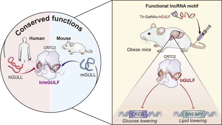 graphical abstract