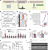Identification of h/mGULLs as a pair of functionally conserved lncRNAs clos