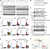 hGULL/mGULL bind to CRTC2 and inhibit its activity in regulating gluconeoge