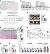 hGULF/mGULF improve metabolic health of obese mice.