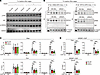 hGULF and mGULF regulate the function of CREB and SREBP1.