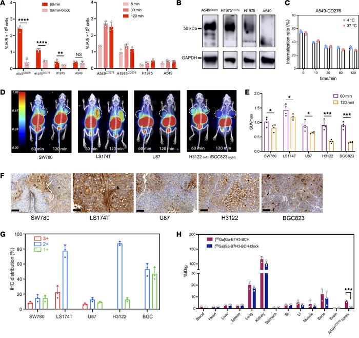 Functional testing of [68Ga]Ga-B7H3-BCH radiotracer.
(A) Cellular uptake...