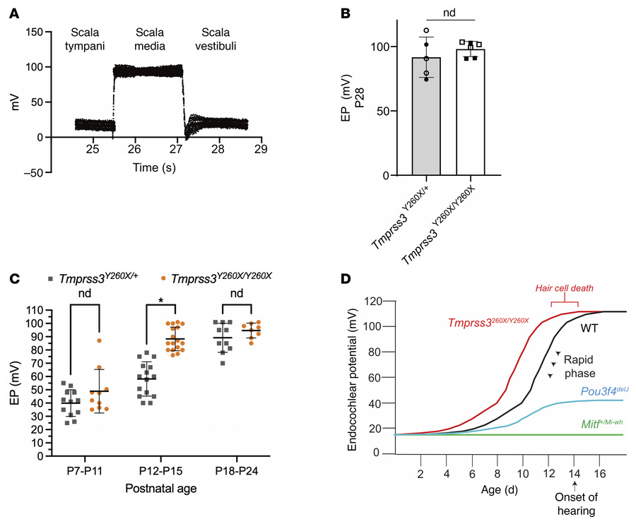 Direct EP measurements show supraphysiologic rise in EP in Tmprss3Y260X/...