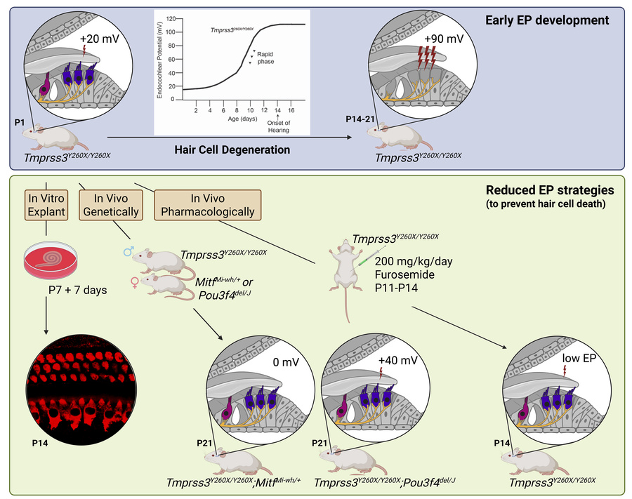 graphical abstract