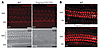 Tmprss3Y260X/Y260X mice demonstrate normal HC and stereocilia morphology an