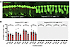 Reduced EP does not rescue KCNMA1 expression.