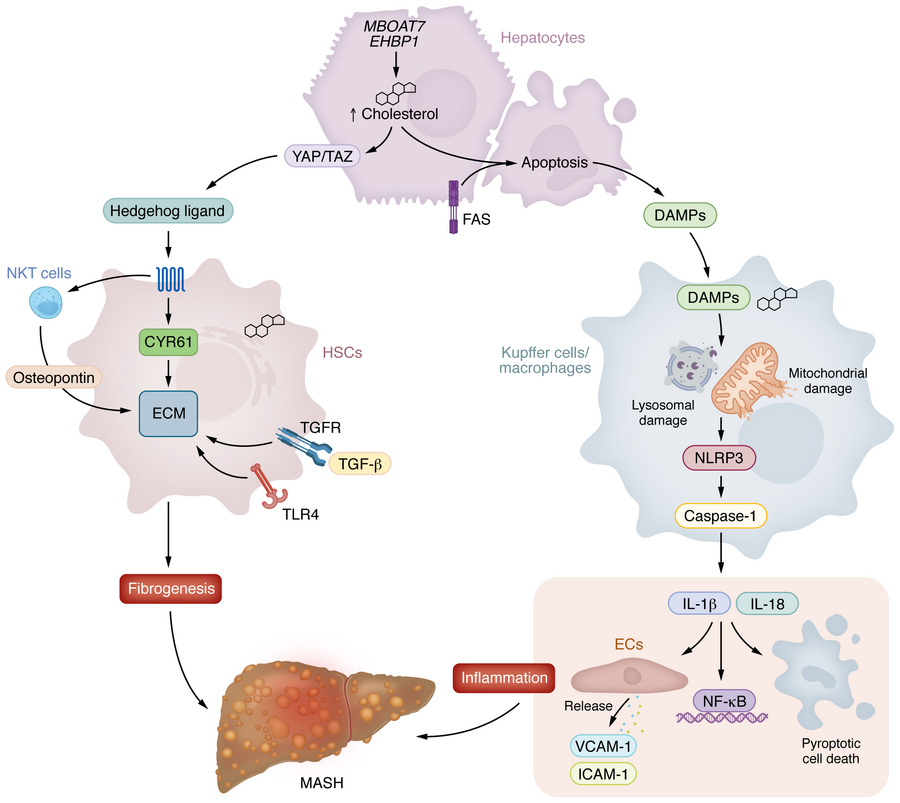 Increases in free cholesterol trigger liver inflammation and fibrosis.
(...