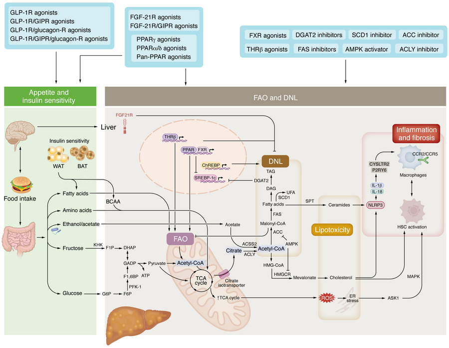 Targets in pathways contributing to elevated DNL and ceramide production...