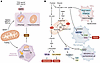 Impaired FAO and mitochondrial dysfunction in MASH.