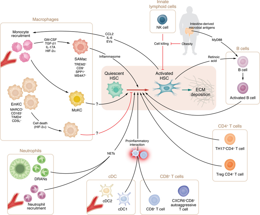 The role of immune cells in MASLD fibrosis.
The activation of HSCs, whic...