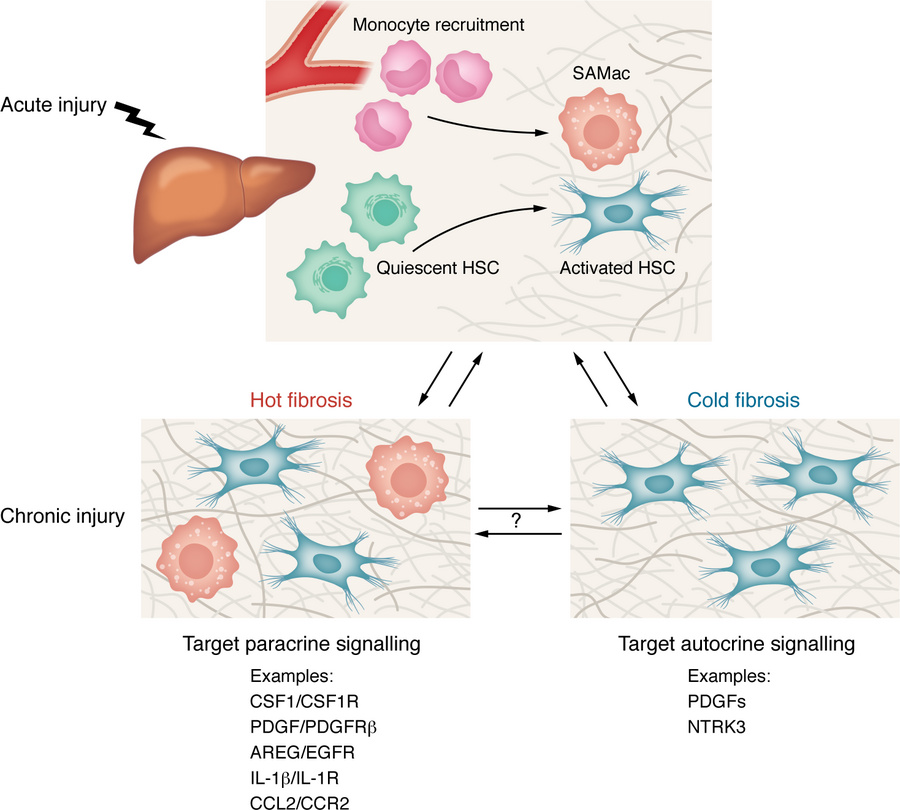 Hot versus cold fibrosis in MASLD.
After acute liver injury, recruited m...