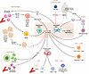 The role of immune cells in MASLD fibrosis.