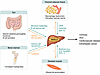 Systemic regulators of MASLD pathogenesis.