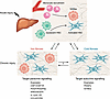 Hot versus cold fibrosis in MASLD.