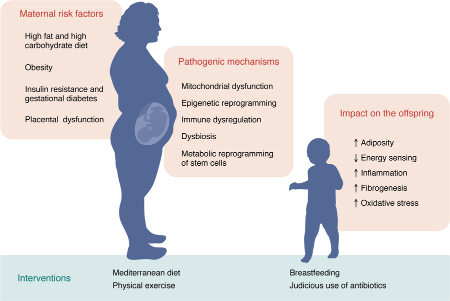Perinatal and early-life factors contributing to MASLD development in ch...