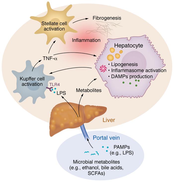 Microbial products and metabolites influence fibrogenic responses in the...
