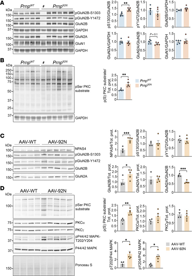 Increased neuronal activity and glutamatergic signaling proteins in Prnp...