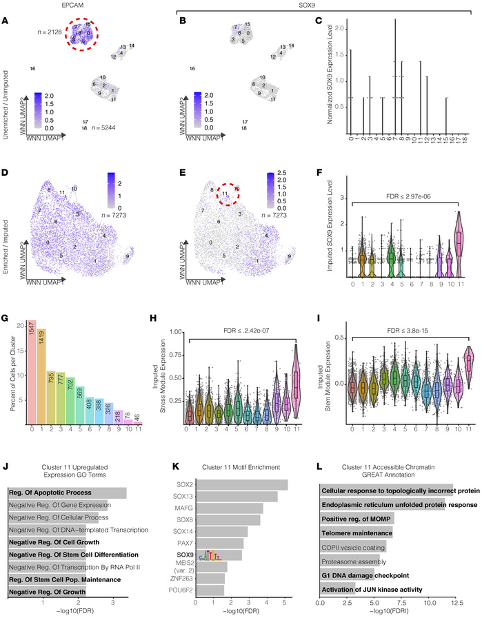 Epithelial cell enrichment and single-cell imputation identify SOX9-enri...