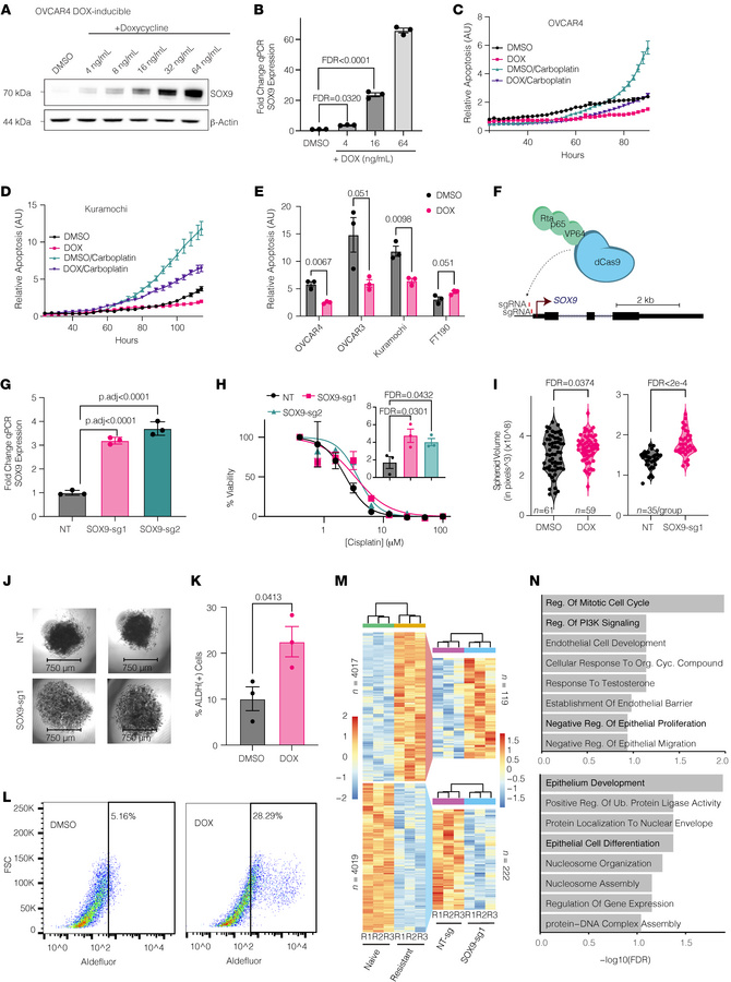 Ectopic SOX9 induction increases platinum resistance and stemness in cel...