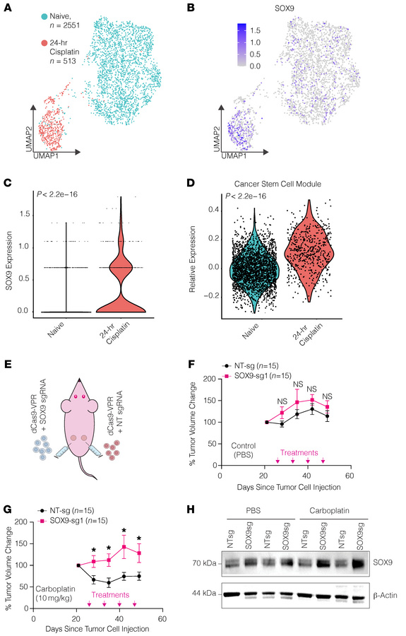 Acute platinum treatment induces both SOX9 and OC stem genes in OVCAR4 c...