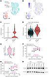 Acute platinum treatment induces both SOX9 and OC stem genes in OVCAR4 cell