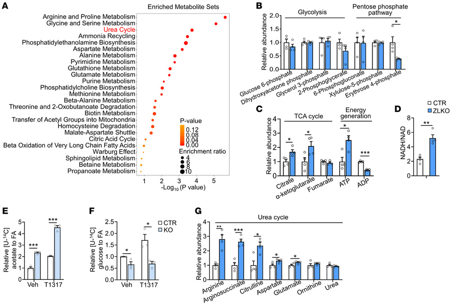 Dysfunction of minor intron splicing activates amino acid catabolism.
(A...