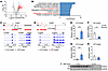 Disruption of minor intron splicing leads to Insig1 and Insig2 minor intron