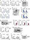 Minor intron retention of Insig1 and Insig2 mediates proteolytic activation