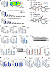 Minor intron splicing dysfunction activates reductive glutamine metabolism