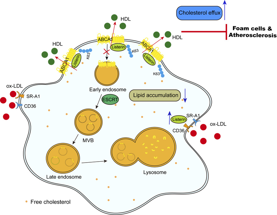 graphical abstract