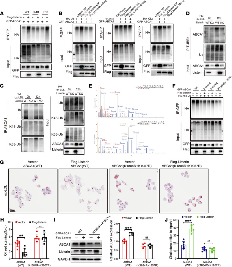 Listerin catalyzes K63-linked polyubiquitination of ABCA1 at residues Ly...