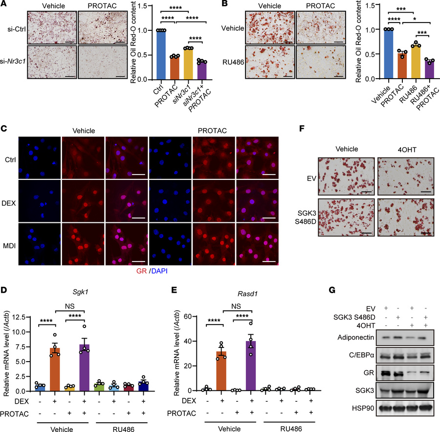 SGK3 regulates adipogenesis independently of GR signaling.
(A) Represent...