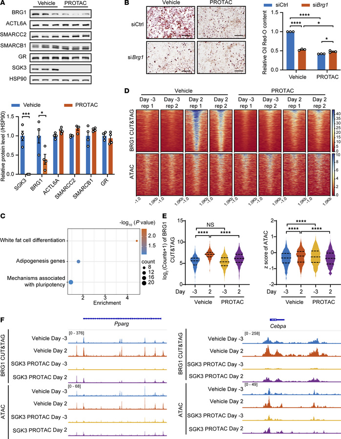 Deficiency of SGK3 impairs chromatin remodeling during preadipocyte diff...