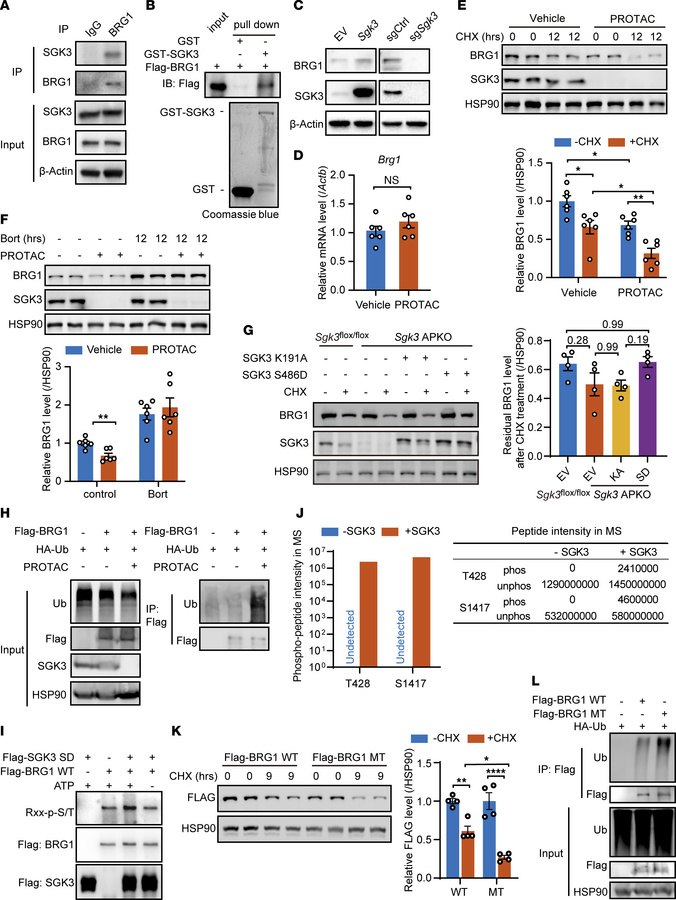 SGK3 regulates differentiation-associated chromatin remodeling via BRG1....