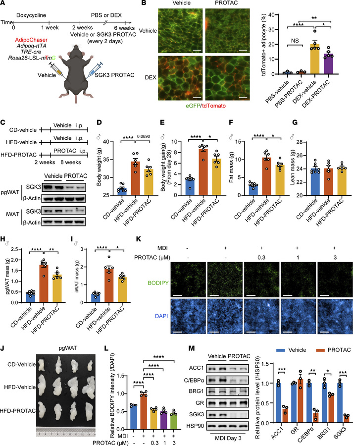Pharmaceutical targeting of SGK3 attenuates HFD-induced obesity in mice ...
