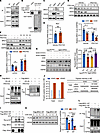 SGK3 regulates differentiation-associated chromatin remodeling via BRG1.