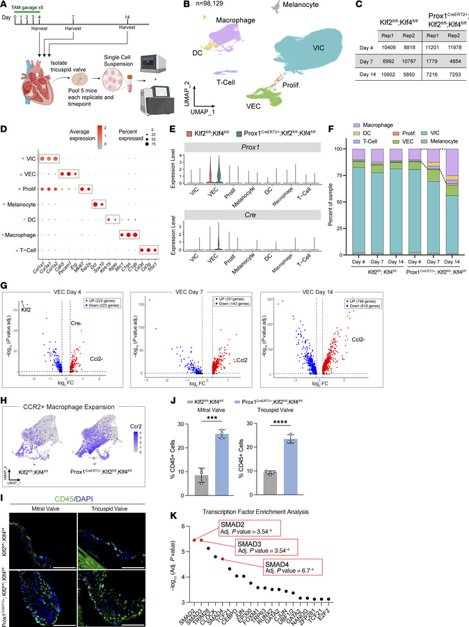scRNA-Seq demonstrates monocyte recruitment and increased TGF-β/Smad sig...