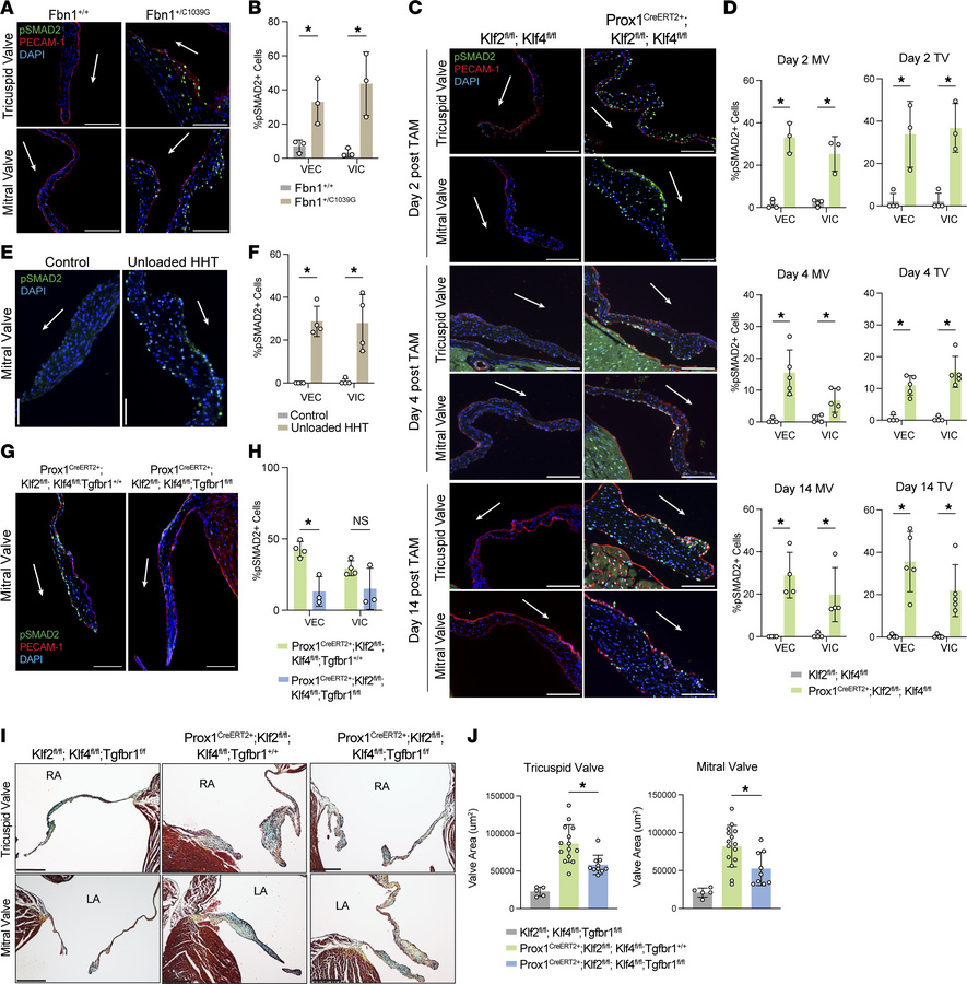 Increased p-SMAD2 in myxomatous valves from Prox1CreERT2+ Klf2fl/fl Klf4...