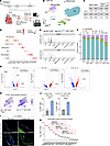 scRNA-Seq demonstrates monocyte recruitment and increased TGF-β/Smad signal