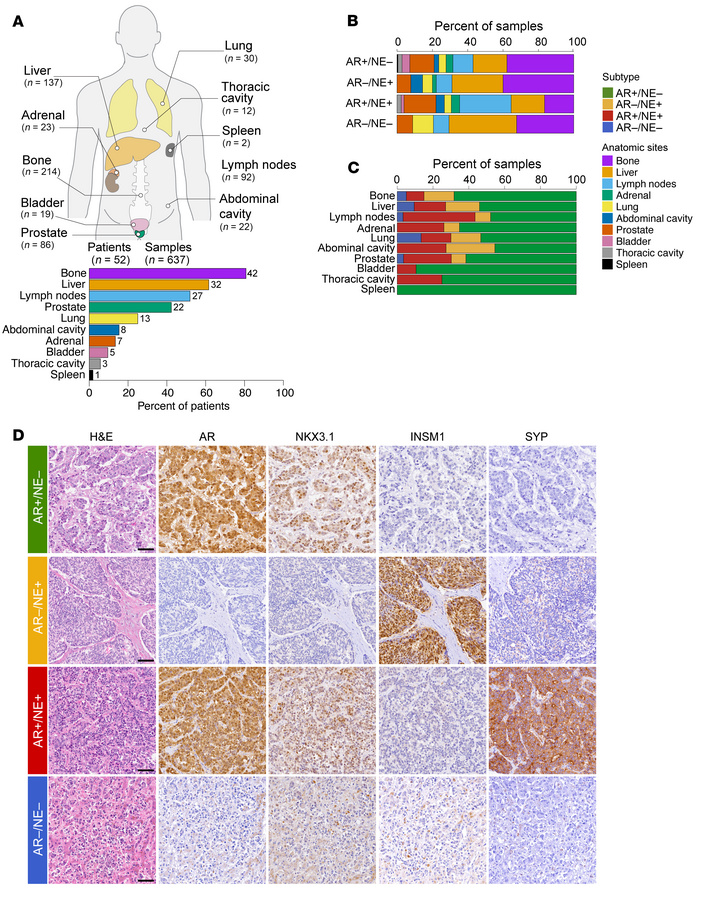 Study cohort and associations between molecular subtype and organ sites....