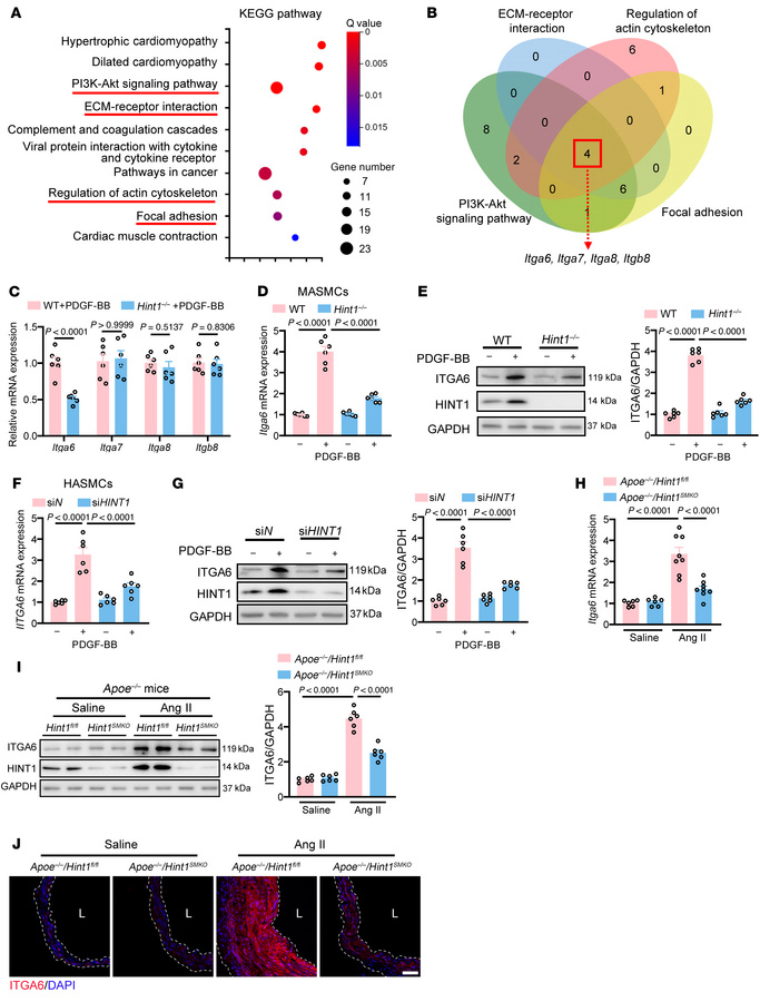 ITGA6 is the downstream target of HINT1.
(A) Kyoto Encyclopedia of Genes...