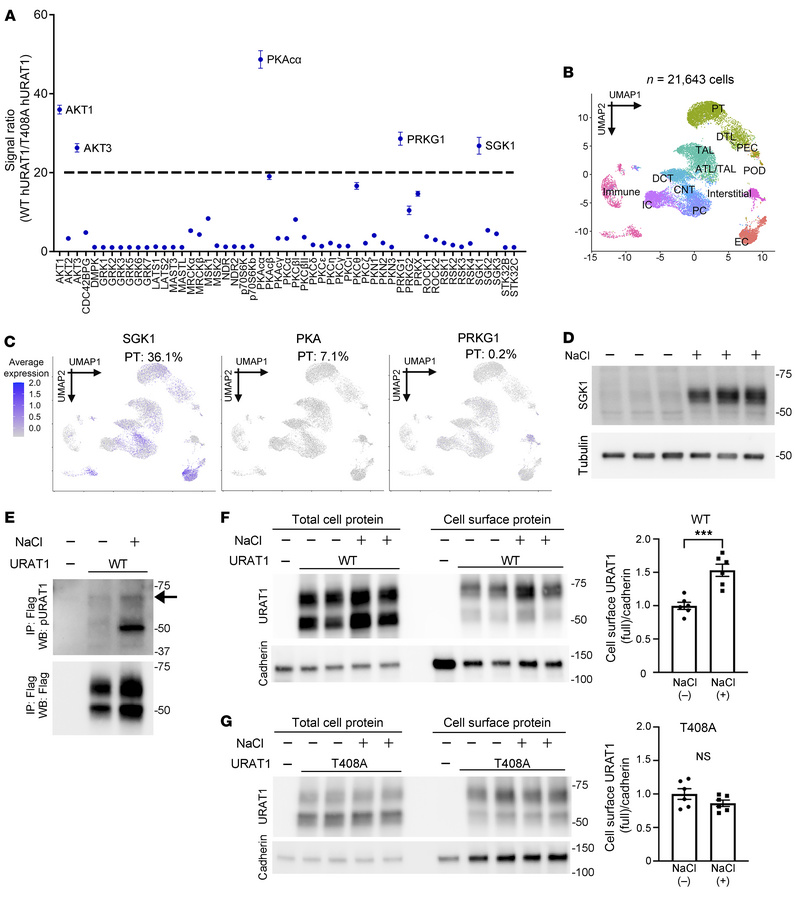 Kinase screen and single-cell analysis identify SGK1 as an alternative r...
