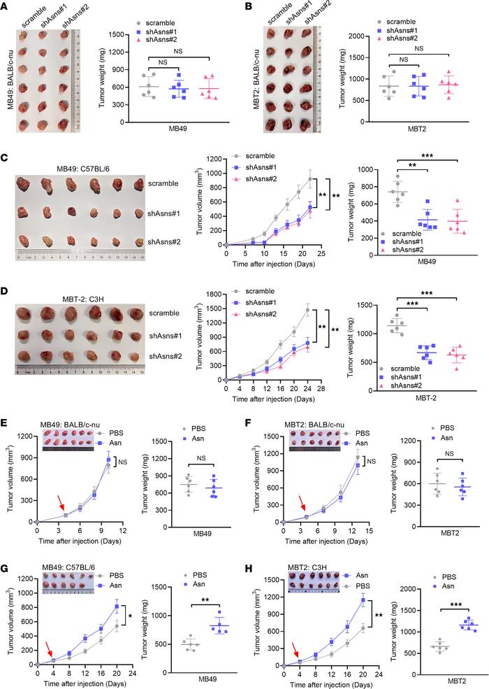 Asparagine restriction attenuates tumor growth in syngeneic mice.
(A) Tu...