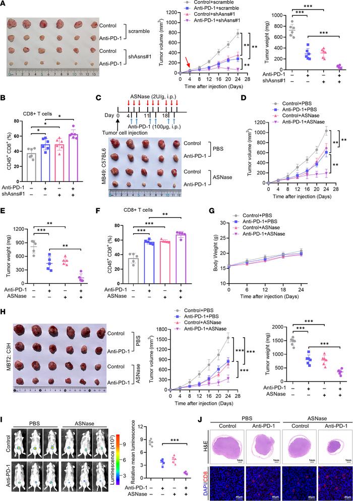 Asparagine restriction overcomes tumor resistance to PD-1 blockade in mo...