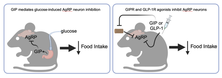 graphical abstract