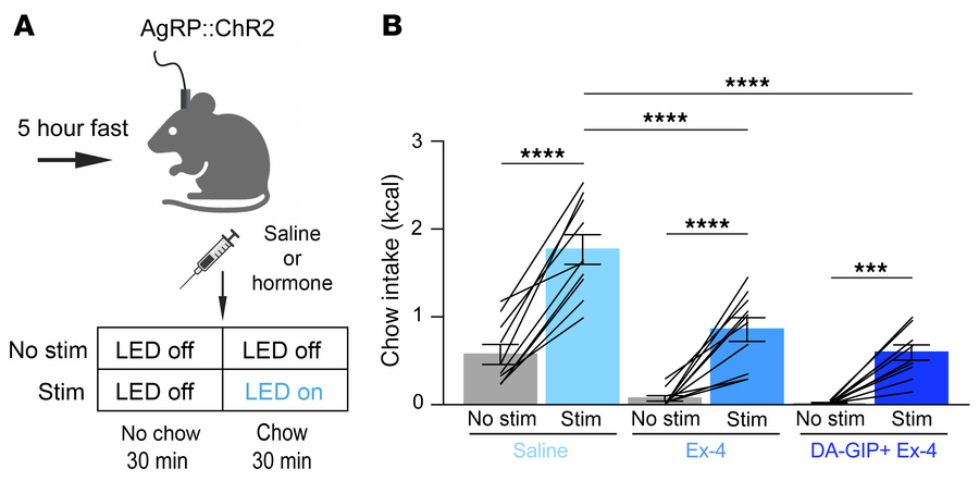 AgRP neuron stimulation partially rescues acute incretin-induced feeding...