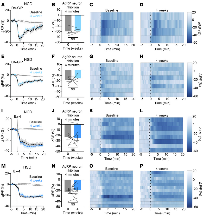 HSD-induced obesity does not alter GIPR or GLP-1R agonist-induced AgRP n...