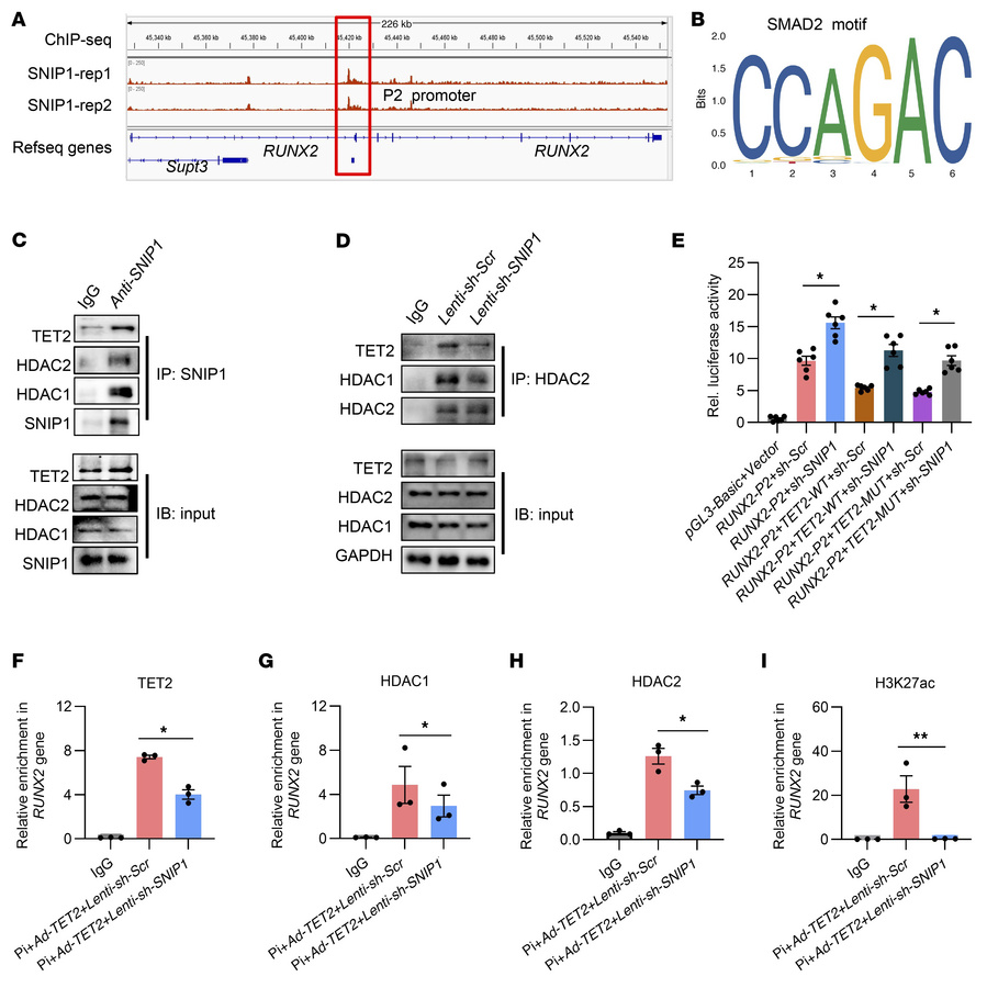 SNIP1 is necessary for TET2 to interact with HDAC1/2 at the RUNX2 P2 pro...
