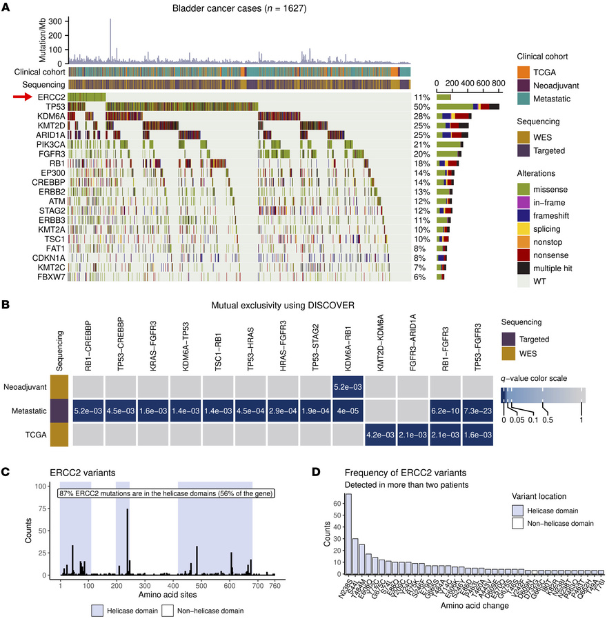 Extensive analysis of MIBC cohorts.
(A) Mutation landscape of the bladde...
