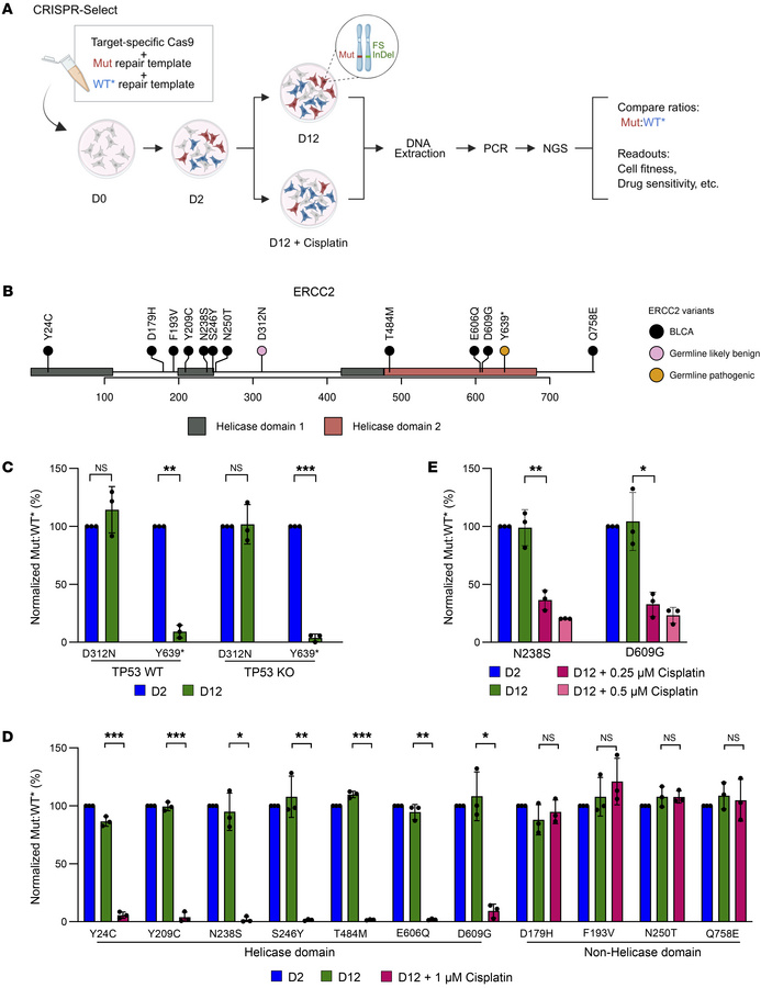CRISPR-Select analysis establishes that helicase-domain ERCC2 mutations ...